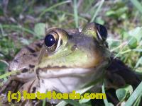 /home//u458753944/public_html/sourcegallery/////////////////Frogs/More bullfrogs/P1070644.JPG